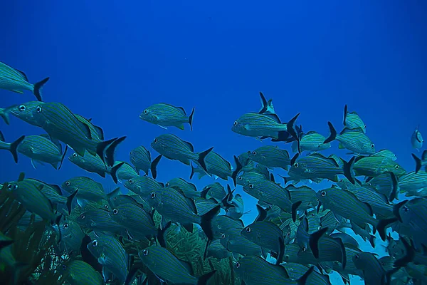 Skola Fisk Undervattensfoto Mexikanska Golfen Cancun Biofiskeresurser — Stockfoto