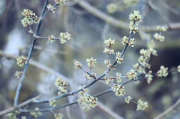 Branches Young Green Leaves Buds Seasonal Background April March Landscape — Stock Photo, Image