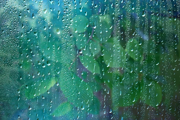 꽃가지의 가지와 빗방울이 — 스톡 사진