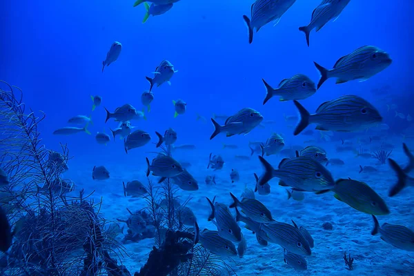 鱼类水下摄影学校 墨西哥湾 生物捕鱼资源 — 图库照片