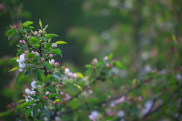 Abstract Apple Tree Flowers Background Spring Blurred Background Branches Bloom — Stock Photo, Image