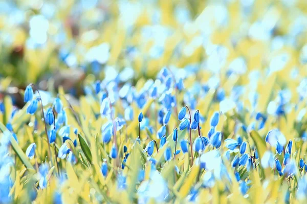 Дикі Блакитні Весняні Квіти Дикі Квіти Маленькі Квіти Розмитий Абстрактний — стокове фото