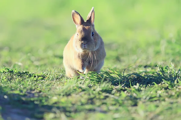 Frühlingskaninchen Einem Grünen Feld Ostersymbol Schöner April Osterhintergrund — Stockfoto