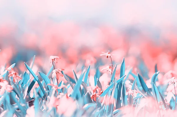 small pink spring flowers background, abstract view in spring garden, nature flowers