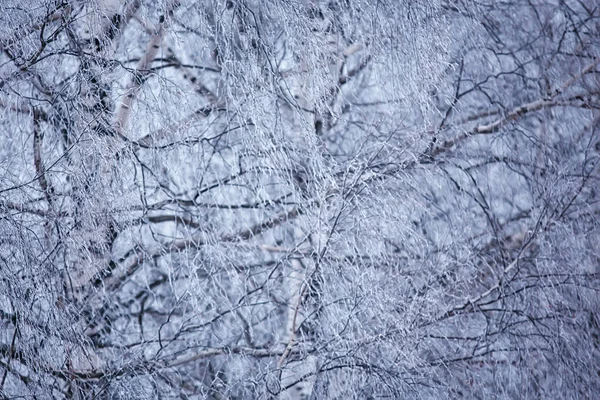 Winter Branches Gloomy Day Snow Background Texture December Nature Snowfall — Stock Photo, Image