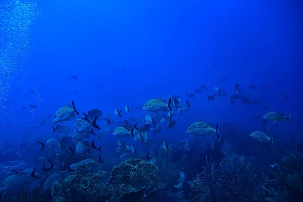 School Fish Undersea Photo Gulf Mexico Cancun Bio Fishing Resources — 스톡 사진