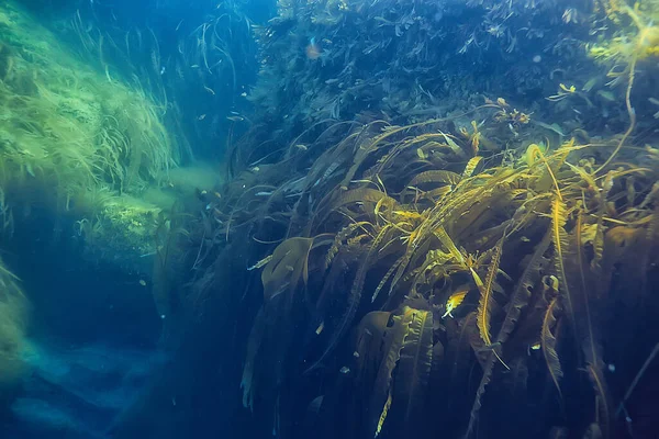 Reef Paesaggistico Subacqueo Con Alghe Mare Nord Vista Nell Ecosistema — Foto Stock