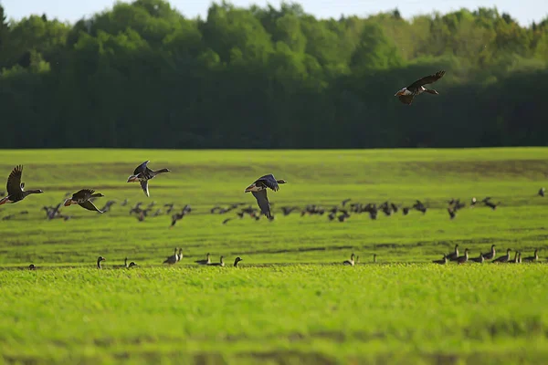 Gänse Frühling Zugvögel Auf Dem Feld Frühling Landschaft Hintergrund — Stockfoto