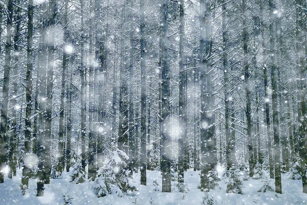 Winterochtend Een Dennenbos Landschap Panoramisch Uitzicht Een Helder Besneeuwd Bos — Stockfoto