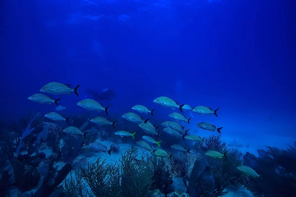 École Poissons Photo Sous Marine Golfe Mexique Cancun Ressources Pêche — Photo