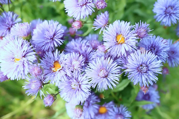 Divoké Modré Jarní Květiny Divoké Květiny Malé Květy Rozmazané Abstraktní — Stock fotografie