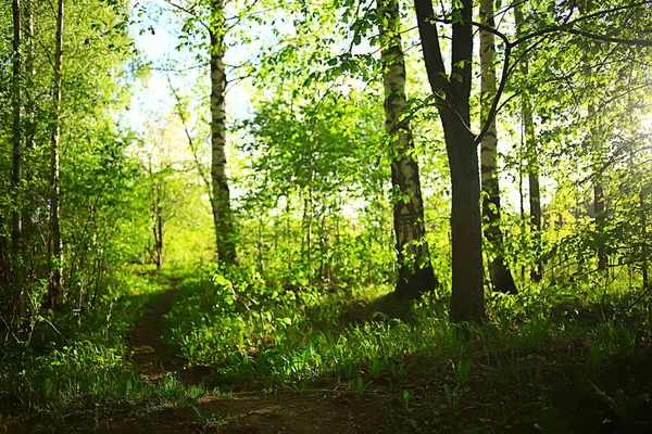 Bahar Yeşili Orman Manzarası Orman Çalılıklarında Soyut Manzara — Stok fotoğraf