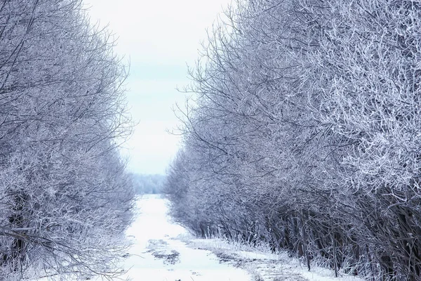 Путешествие Канаду Зимний Лесной Ландшафт Сезонный Вид Панорама Лесу Покрытом — стоковое фото