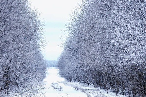travel to canada winter forest landscape, seasonal view, panorama in the forest covered with snow