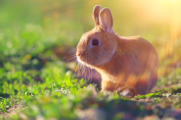 Frühlingskaninchen Einem Grünen Feld Ostersymbol Schöner April Osterhintergrund — Stockfoto