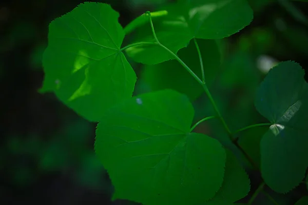 小绿叶和芽的分枝 季节背景 森林中四月的行军景观 — 图库照片