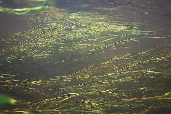 View Underwater Lake Freshwater Landscape Ecosystem Clear Water — Stock Photo, Image