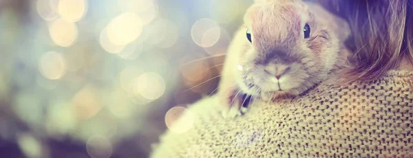 Весенний Взгляд Девушка Держащая Кролика Пасхальные Приветствия Красивый Фон Цветущем — стоковое фото