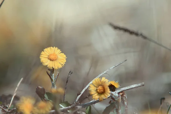 Mor Och Styvmor Gula Blommor Våren Bakgrund Abstrakt Våren Bakgrund — Stockfoto