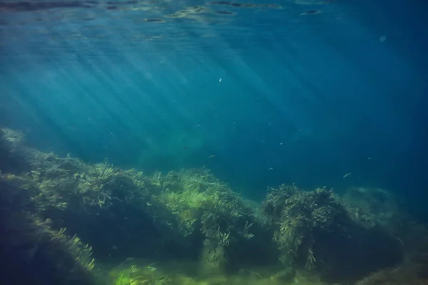 Подводный Ландшафт Кораллового Рифа Лагуна Теплом Море Вид Водной Экосистемой — стоковое фото