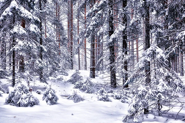 松林の中の冬の朝明るい雪の森のパノラマビュー — ストック写真