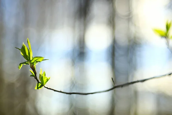 Grenar Unga Gröna Blad Och Knoppar Säsongsbetonad Bakgrund April Marsch — Stockfoto