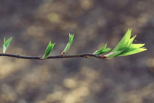 Genç Yeşil Yaprak Tomurcuklardan Oluşan Dallar Mevsimlik Arka Plan Nisan — Stok fotoğraf