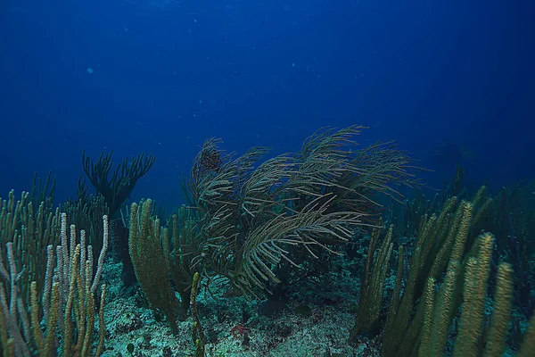Rafa Koralowa Podwodny Krajobraz Laguna Ciepłym Morzu Widok Pod Ekosystemem — Zdjęcie stockowe