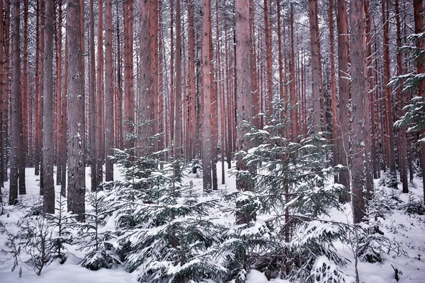 Viaggio Canada Paesaggio Forestale Invernale Vista Stagionale Panorama Nella Foresta — Foto Stock