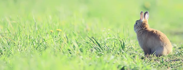 Lente Konijn Een Groen Veld Pasen Symbool Mooie April Paasachtergrond — Stockfoto