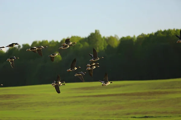 Гусей Весняні Мігруючі Птахи Полі Весняний Пейзажний Фон Ліцензійні Стокові Фото
