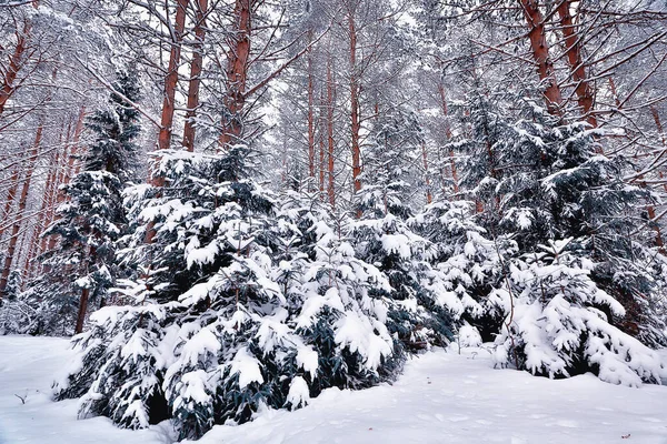 松林の中の冬 雪に覆われた木々 1月の鬱蒼とした森の季節の景色 ロイヤリティフリーのストック写真