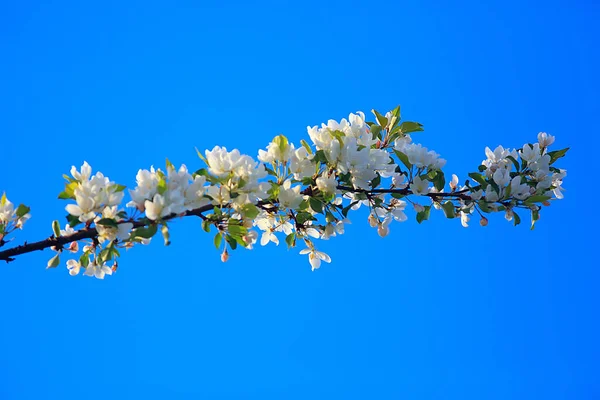 Abstrakte Apfelbaum Blumen Hintergrund Frühling Verschwommen Hintergrund Äste Mit Blüte lizenzfreie Stockbilder