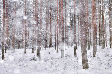 Çam ormanlarında kış sabahı, parlak karlı bir ormanın panoramik manzarası.