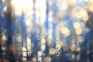 Genç yeşil yaprak ve tomurcuklardan oluşan dallar, mevsimlik arka plan, nisan ayı orman manzarası