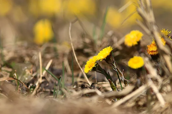 Anne Üvey Anne Sarı Çiçekler Bahar Arkaplanı Yaban Çiçekleriyle Soyut — Stok fotoğraf