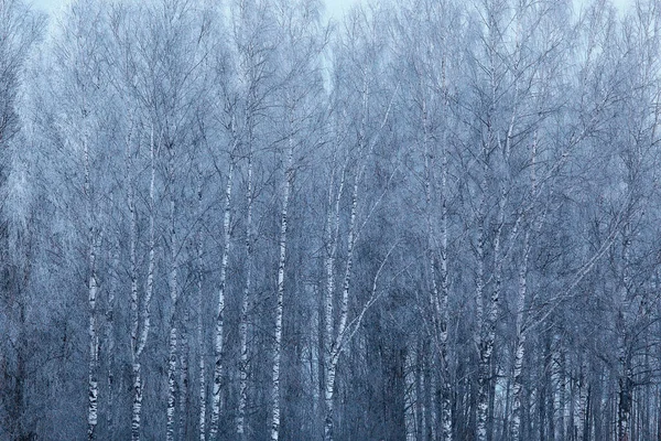 Vinter Grenar Dyster Dag Snö Bakgrund Struktur December Natur Snöfall — Stockfoto