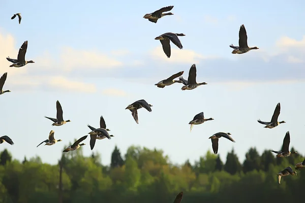 Ganzen Voorjaar Trekvogels Het Veld Lente Landschap Achtergrond — Stockfoto