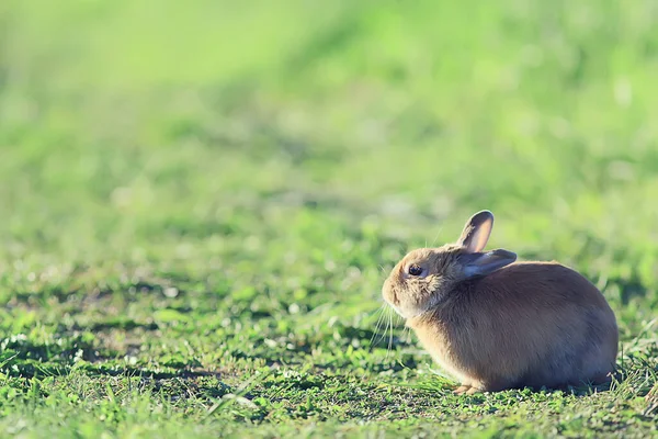 春のウサギ緑の野イースターのシンボル美しい4月のイースターの背景 — ストック写真