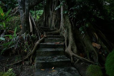 Asya Orman Ormanı, soyut bulanık orman arka planı