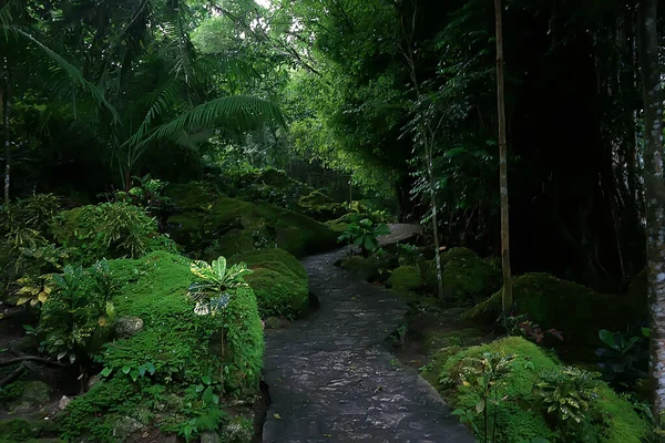 Ásia Selva Floresta Abstrato Desfocado Floresta Fundo — Fotografia de Stock