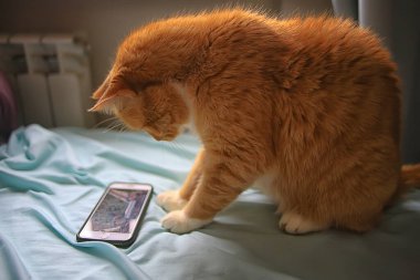 Cat telefonda akıllı telefon izliyor, sevimli kırmızı kedi videosu izliyor.