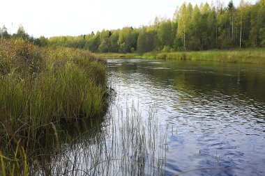 Sonbahar ormanlarındaki nehir, soyut manzara, küçük bir nehrin kıyısındaki ağaçlar.