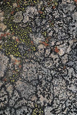 Lichen taş dokusu makro arkaplan, soyut doğa