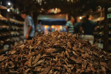 background texture tobacco leaves dry, yellow leaves for smoking, production of cigars, tobacco factory clipart