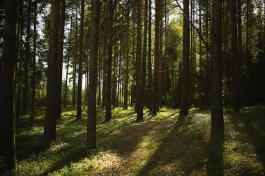 Güneş, kozalaklı ormanlarda, soyut manzara yaz ormanlarında, güzel vahşi doğada ışıldıyor.