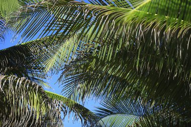 Soyut palmiye yaprakları güneş arkaplanı, denizde aktif yaz tatili