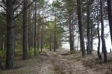 Güneş, kozalaklı ormanlarda, soyut manzara yaz ormanlarında, güzel vahşi doğada ışıldıyor.
