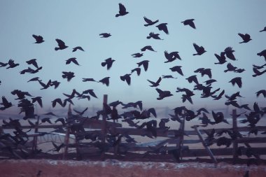 Sonbahar manzarası, kara kuş sürüsü, hüzün konsepti sonbahar sisli arka plan