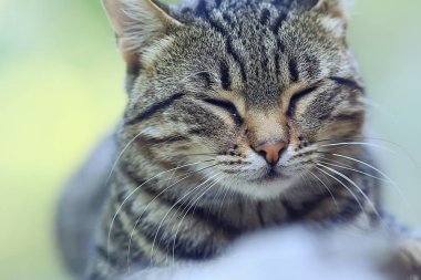 Güneş kedisi baharı, bahar portresi sevimli bir evcil kedinin